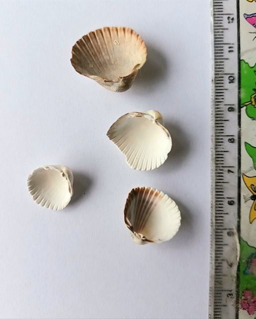 bivalve da riconoscere Cerastoderma glaucum o edule